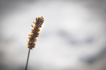 autumn bright discreet background