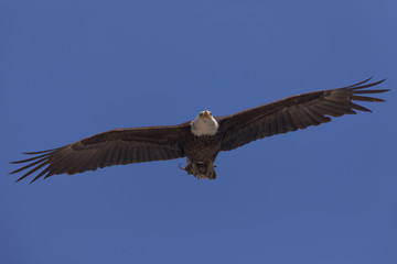 Bald eagle flying after catching a mouse, seen in the wild in  North California