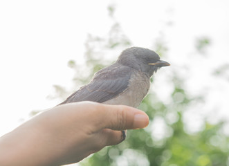 Bird in hand and the  morning