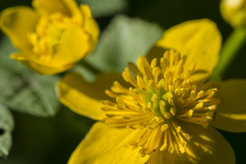 Marigold marsh flower in macro view.