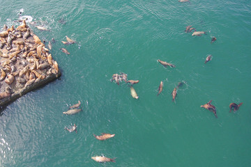 Sea lion in the sea