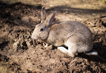 Hares on the ground in the wild