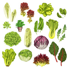 Vegetable greens, salad leaf, herbs watercolor set