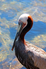 Pelican in Cabo San Lucas harbor in Baja Mexico BCS