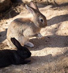Hares on the ground in the wild