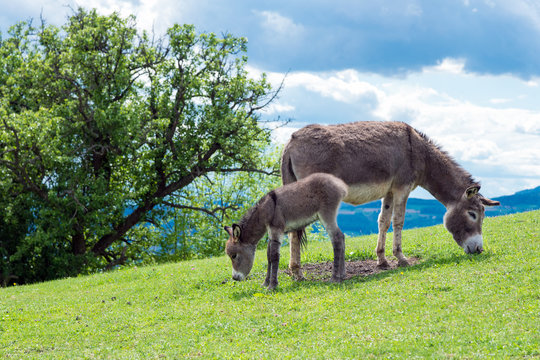Eselfohlen mit Mutter auf der Weide