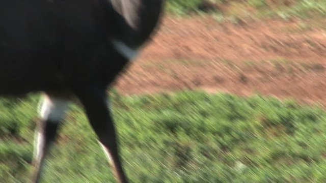 bush buck
