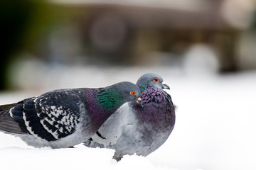 Couple of cute pigeons mating in the spring.