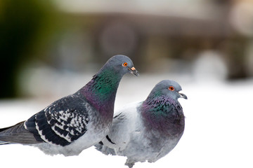 Couple of cute pigeons mating in the spring.