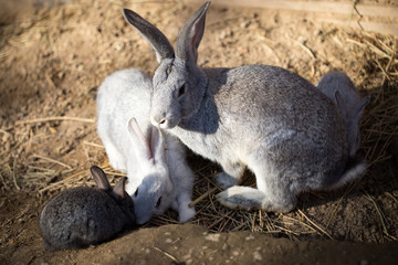 Hares on the ground in the wild