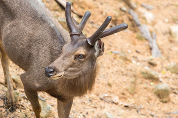 A male red deer with the new antlers covered by the velvet which supplies oxygen and nutrients to the growing bone.