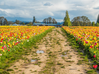 Multi-colored field of tulips. Beautiful tulips in the spring. Bright colors of natural flowers. Wooden Shoe Tulip Festival in Oregon, USA