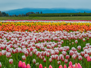 Fototapeta premium Multi-colored field of tulips. Beautiful tulips in the spring. Bright colors of natural flowers. Wooden Shoe Tulip Festival in Oregon, USA