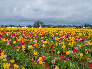 Obraz premium Rows of bright tulips in a field. Beautiful tulips in the spring. Variety of spring flowers blooming on fields. Wooden Shoe Tulip Festival in Oregon, USA
