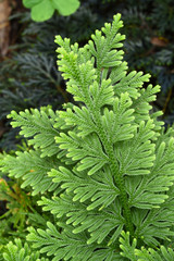 Fern leaf. Fern leaves foliage in the forest