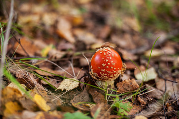 Amanita in forest