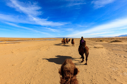 tour en chameau dans le d&eacute;sert de Gobi en Mongolie