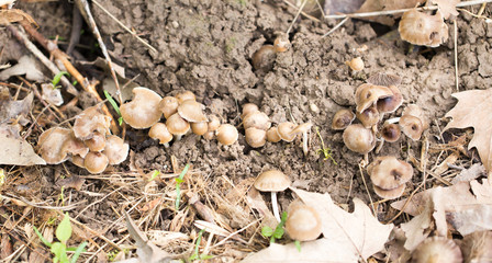 Inedible mushrooms on the ground in the park