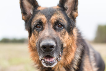 German shepherd dog in sunny day