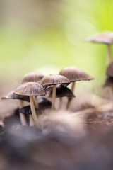 Inedible mushrooms on the ground in the park