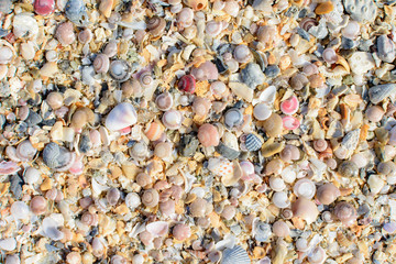 Shells On The Sand At The Beach, backgound and texture