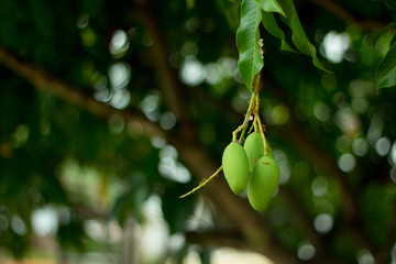 Closeup green mango with leave on tree