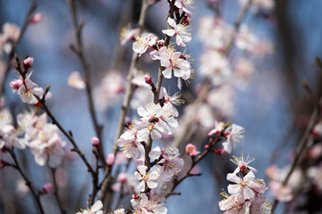 Beautiful flowers on apricot tree in spring