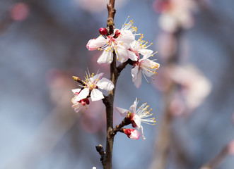 Beautiful flowers on apricot tree in spring