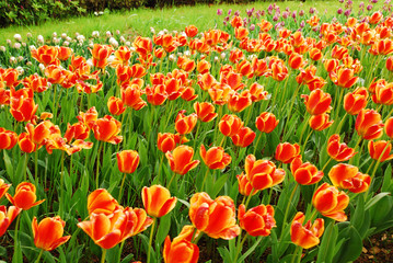 Fototapeta premium チューリップ