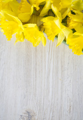  yellow daffodils on white wooden surface