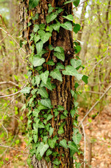 trunk with ivy