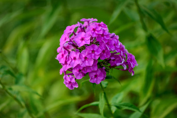 Flowers in the flower garden on a summer day.