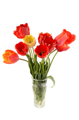 tulips in a vase