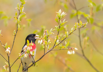 Rose-breasted Grosbeak Male (Pheucticus ludovicianus) eating fresh buds of flowering trees in springtime