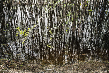 Fototapeta premium trees, background