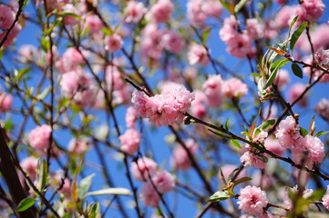 blossom fruit tree