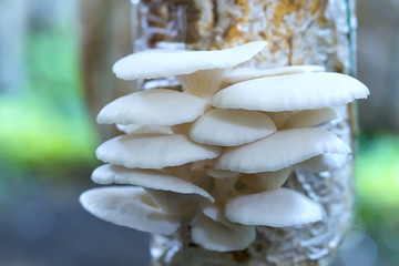 The beauty of abalone mushroom growing in the farm. This is a way to grow mushrooms almost like...