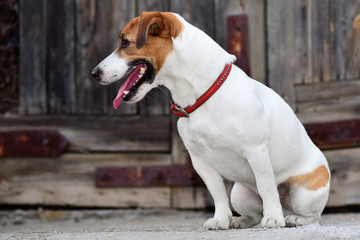 Fototapeta na wymiar Dog Jack Russell Terrier sitting in the profile near the old wooden door