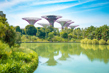 Fototapeta premium Super Tree Grove in Singapore