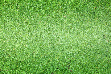 Fototapeta premium grass background Golf Courses green lawn