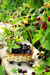 Ripe blackberries in a basket