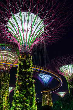 Supertree garden by night in Singapore