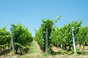 Fototapeta na wymiar Vineyards in France. Region Champagne..