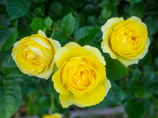 Yellow Rose