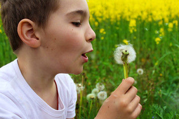 Funny boy with dandelions in the meadow in the summer. 