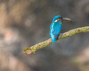 Common kingfisher perched on branch with fish in beak.