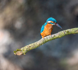 Alert kingfisher perched on branch looking down for fish.