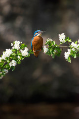 Common kingfisher perched on branch with blossom in spring.