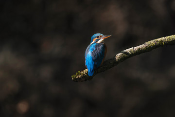 Fototapeta premium Kingfisher perched on branch lit by sunlight. Side view.
