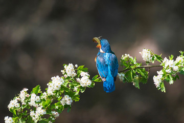 Rear view of kingfisher holding fish in beak perched on blooming branch.